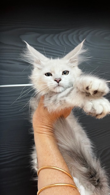 Makatea U'Chamallow Chatterie MAKATEA Maine Coon