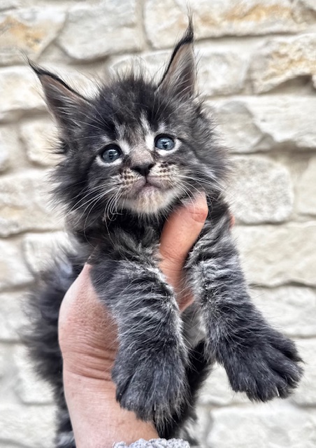 Makatea V'Gismo Chatterie MAKATEA Maine Coon