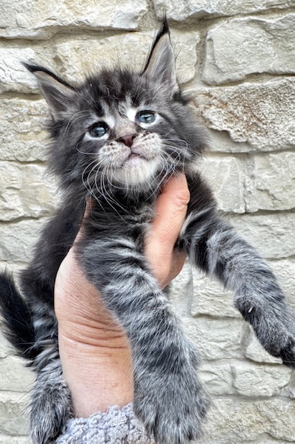 Makatea Valdo Chatterie MAKATEA Maine Coon