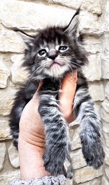 Makatea Wendy Chatterie MAKATEA Maine Coon