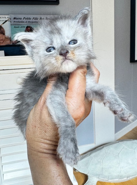 Makatea Woody Mâle Maine coon né le 16/08/2024. Chatterie Maine coon Makatea 