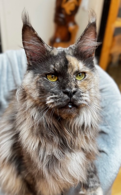 Makatea Tessa Chatterie MAKATEA Maine Coon