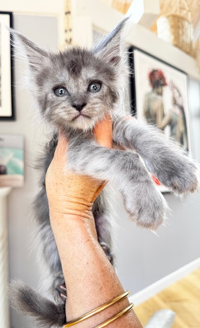 Makatea Vicky Chatterie MAKATEA Maine Coon