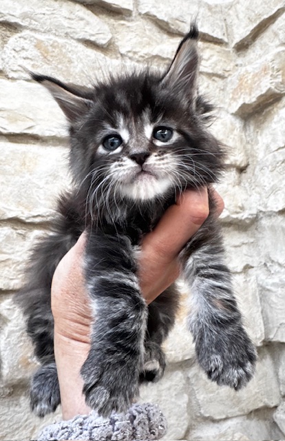 Makatea Violette Chatterie MAKATEA Maine Coon