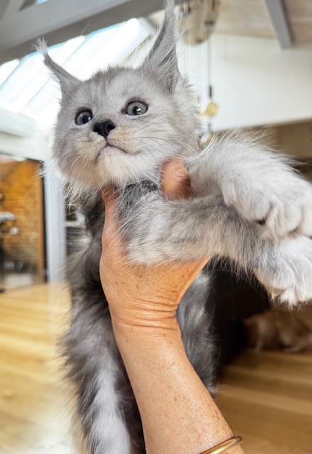 Wolverine Chatterie MAKATEA Maine Coon