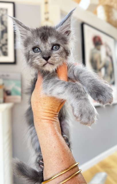 Makatea Vicky Chatterie MAKATEA Maine Coon