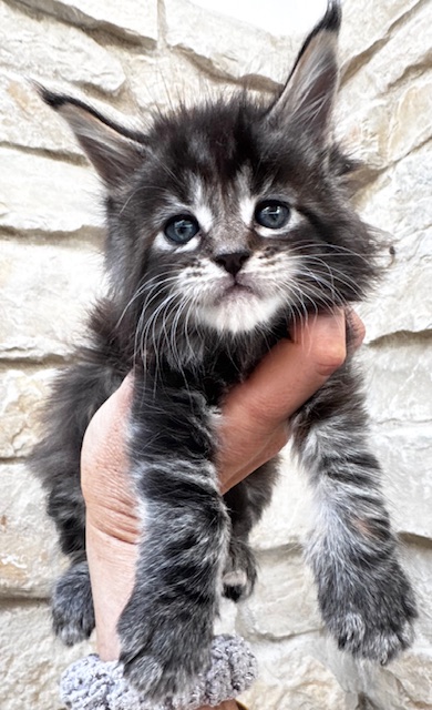 Makatea Violette Femelle Maine coon née le 28/08/2024. Chatterie Maine coon Makatea 