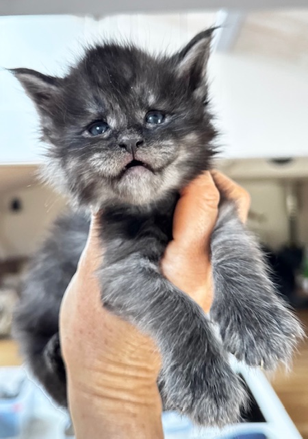 Makatea Wolfy Chatterie MAKATEA Maine Coon