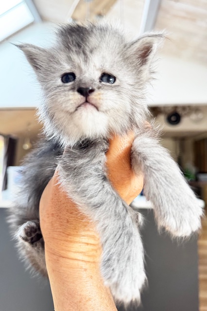 Makatea V’Summer Femelle Maine coon née le 21/10/2024. En observation Chatterie Maine coon Makatea 