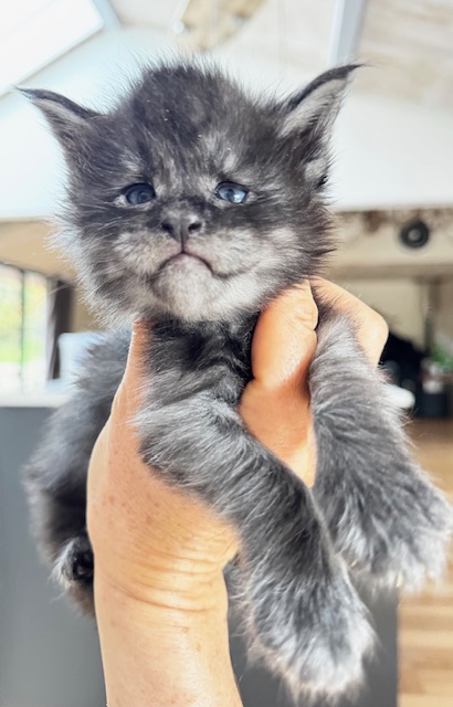 Makatea Wolfy Mâle Maine coon né le 21/10/2024. Chatterie Maine coon Makatea 