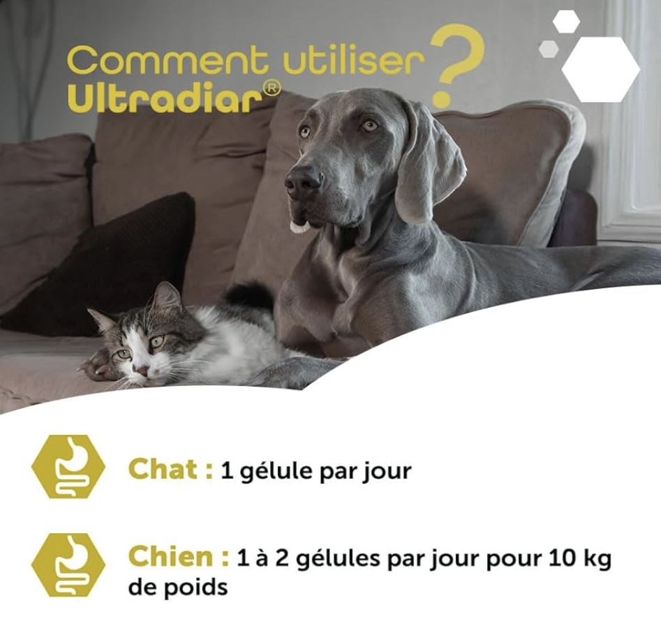 Chatons Maine Coon xxl à vendre Chatterie Makatea Maine Coon 