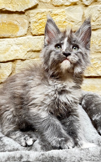 Makatea Angy Chatterie MAKATEA Maine Coon