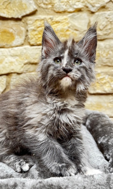 Makatea Angy Chatterie MAKATEA Maine Coon
