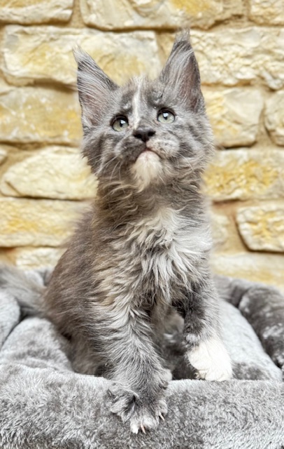 Makatea Angy Chatterie MAKATEA Maine Coon