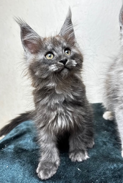 Makatea Aby  Chatterie MAKATEA Maine Coon