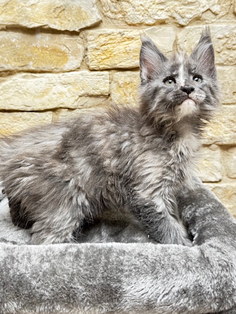Makatea Angy Chatterie MAKATEA Maine Coon