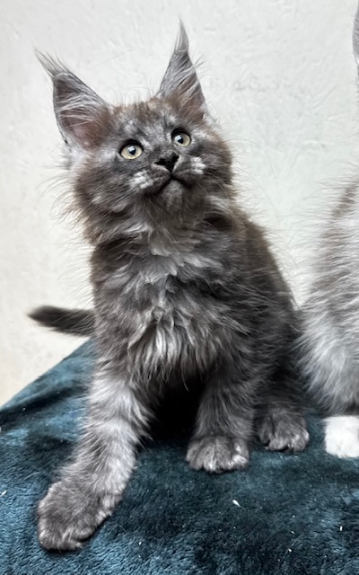 Makatea Aby  Chatterie MAKATEA Maine Coon