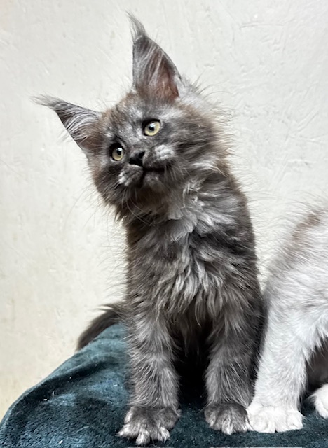 Makatea Aby  Chatterie MAKATEA Maine Coon