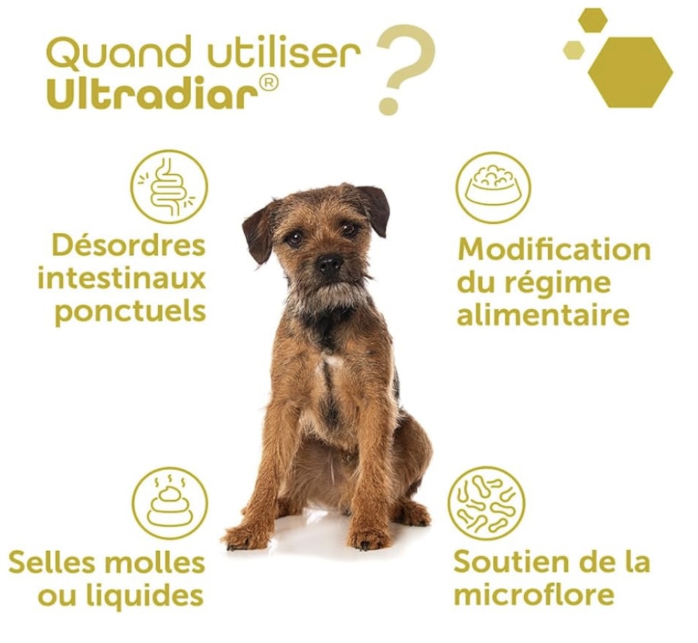 Maine Coon xxl à vendre Chatterie Makatea Maine Coon 