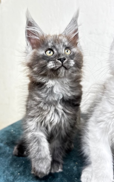 Makatea Aby  Chatterie MAKATEA Maine Coon