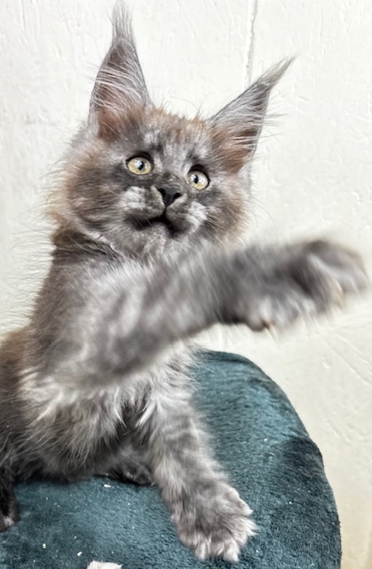 Makatea Aby  Chatterie MAKATEA Maine Coon