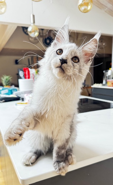 Makatea Avalon  Chatterie MAKATEA Maine Coon