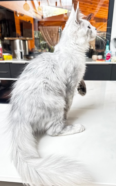 Makatea Avalon  Chatterie MAKATEA Maine Coon