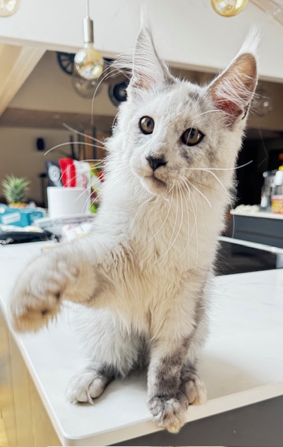 Makatea Avalon  Chatterie MAKATEA Maine Coon