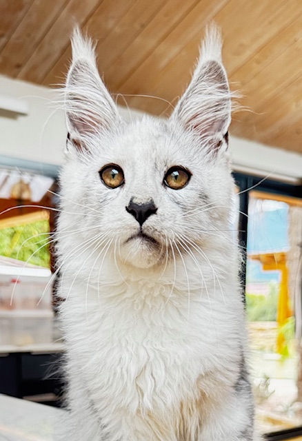 Makatea Avalon  Chatterie MAKATEA Maine Coon