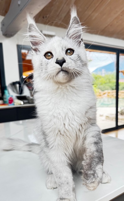 Makatea Avalon  Chatterie MAKATEA Maine Coon