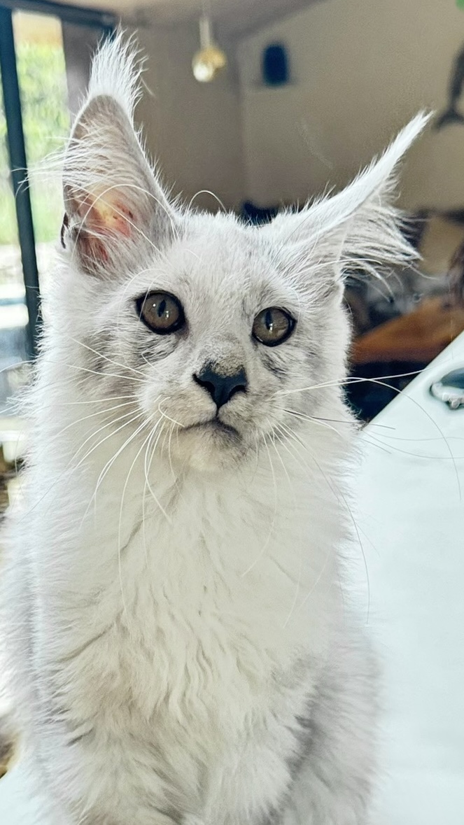 Makatea Avalon  Chatterie MAKATEA Maine Coon