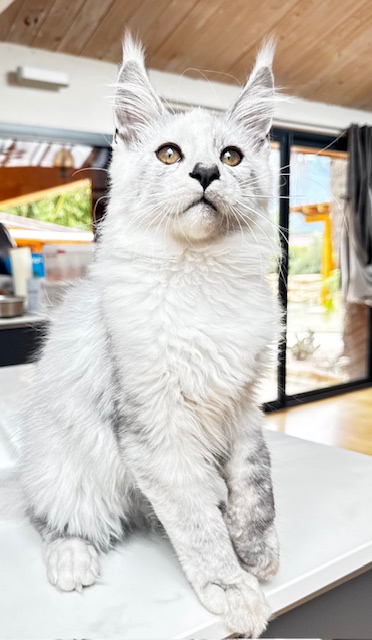 Makatea Avalon  Chatterie MAKATEA Maine Coon