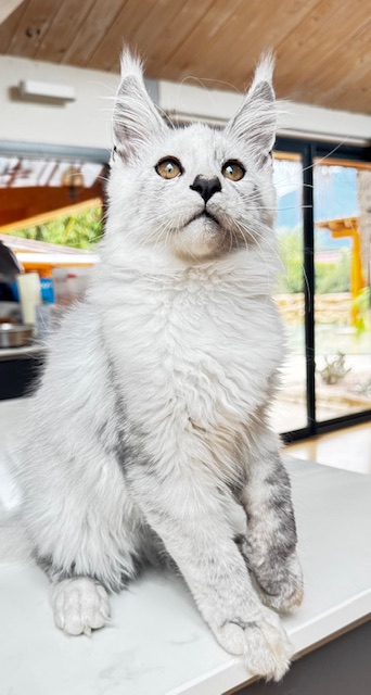 Makatea Avalon  Chatterie MAKATEA Maine Coon
