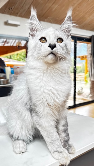 Makatea Avalon  Chatterie MAKATEA Maine Coon