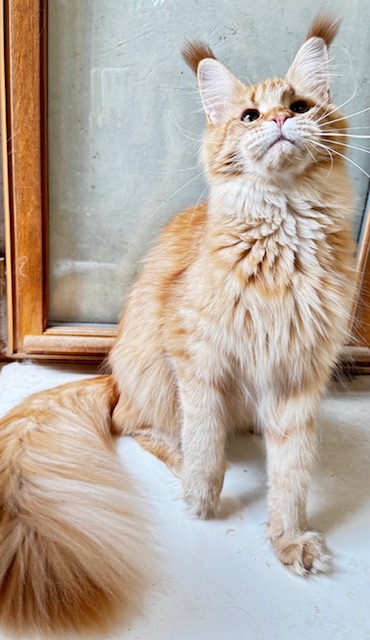 MAKATÉA V'ATLANTA Chatterie MAKATEA Maine Coon