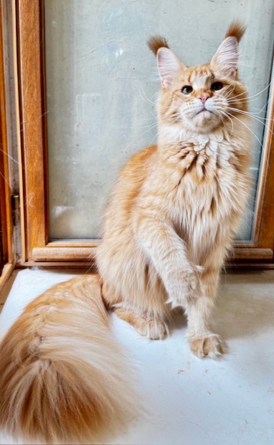 MAKATÉA V'ATLANTA Chatterie MAKATEA Maine Coon