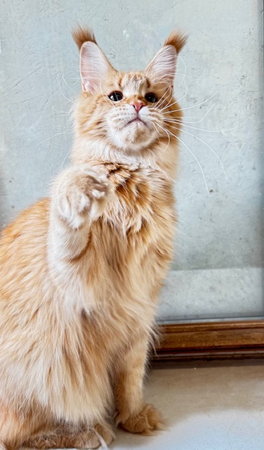 MAKATÉA V'ATLANTA Chatterie MAKATEA Maine Coon