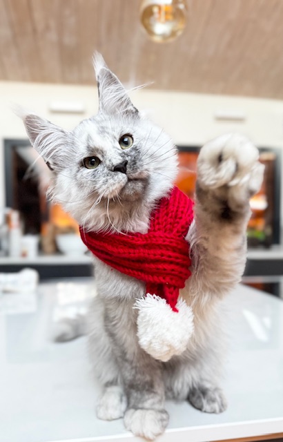 Tessa x Winter  Chatterie MAKATEA Maine Coon