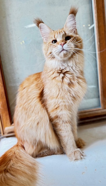 MAKATÉA V'ATLANTA Chatterie MAKATEA Maine Coon