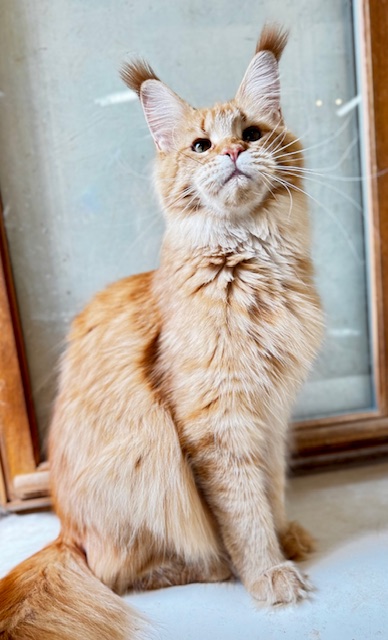 MAKATÉA V'ATLANTA Chatterie MAKATEA Maine Coon