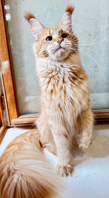 MAKATÉA V'ATLANTA Chatterie MAKATEA Maine Coon