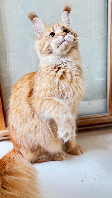 MAKATÉA V'ATLANTA Chatterie MAKATEA Maine Coon