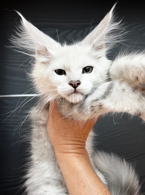 Chamallow (Shaded ns11) x Tips  Tips (Black High Smoke) & Makatea U'Chamallow   Mariage prévu août 2024 ...    Chatterie Maine coon Makatea 