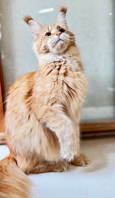 MAKATÉA V'ATLANTA Chatterie MAKATEA Maine Coon