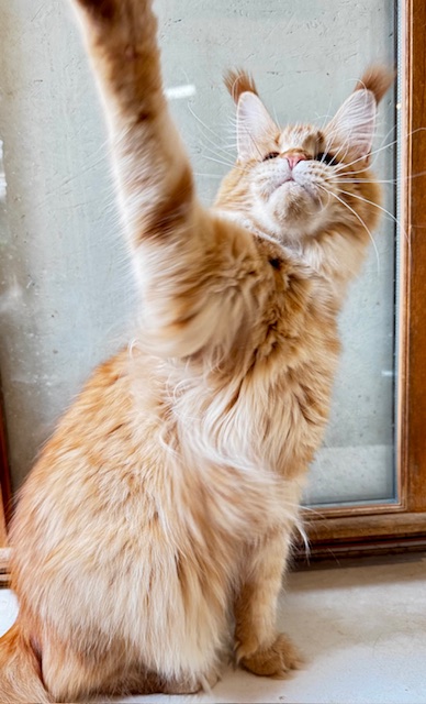 MAKATÉA V'ATLANTA Chatterie MAKATEA Maine Coon