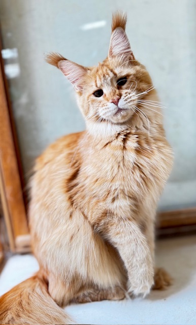 MAKATÉA V'ATLANTA Chatterie MAKATEA Maine Coon