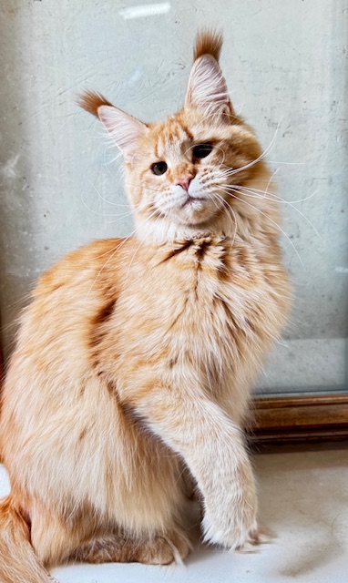 MAKATÉA V'ATLANTA Chatterie MAKATEA Maine Coon