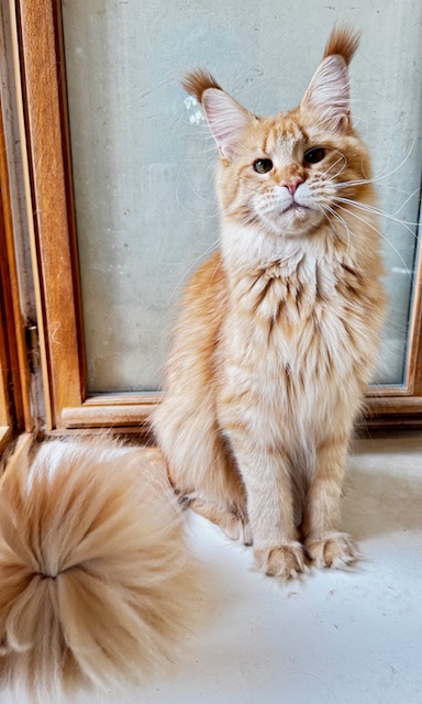 MAKATÉA V'ATLANTA Chatterie MAKATEA Maine Coon