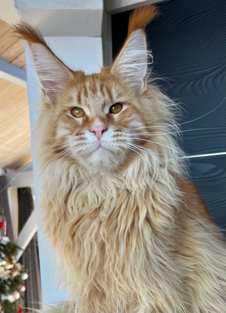 Alba et Tanouk  Makatea Tanouk & Makatea R'Alba Bonita   Chatterie Maine coon Makatea