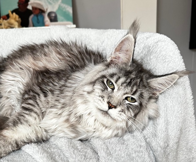 Bailey et Tanouk  Makatea Tanouk & Makatea U'Bailey Island   Chatterie Maine coon Makatea